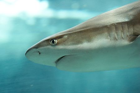 blacktip reef shark