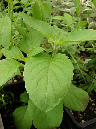 330px-Starr_080117-1577_Ocimum_tenuiflorum.jpg