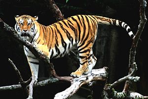 A tiger on a tree