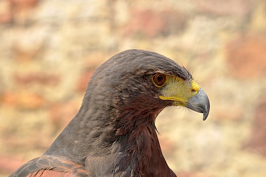 Parabuteo unicinctus