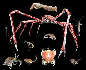 Different crustaceans