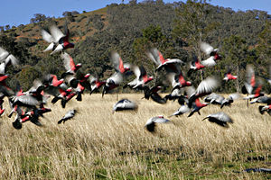 Galah's taking off