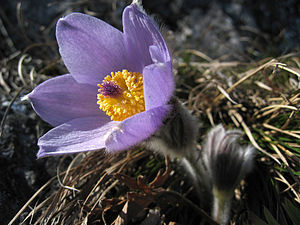 Pulsatilla vulgaris