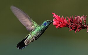 Green Violet-ear