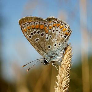 Kleiner Sonnenröschen Bläuling