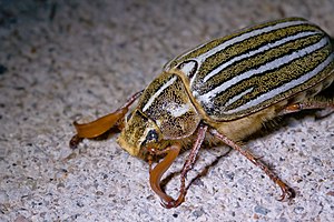 Ten-line June Beetle