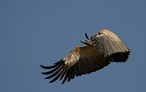 Cape Vulture (Gyps coprotheres) in flight.