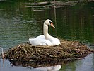 Seite 13: File:Cygnus-olor-nest.jpg Autor: Andreas Trepte (Realname), Marburg (www.photo-natur.de) Lizenz: CC BY-SA 2.0