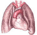 Heart and lungs