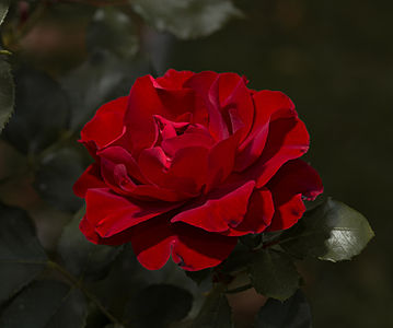 Rose 'Knock Out' in the Volksgarten in Vienna in the late afternoon