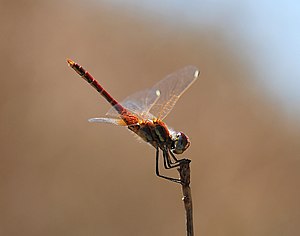 Red-veined darter