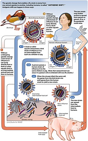 Antigenic Shift of a Virus