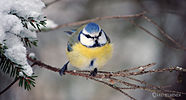 Seite 3: File:Great_Tit_in_Finland.jpg (https://www.flickr.com/photos/36093266@N06/5314523845) Autor: Ari Helminen Lizenz: CC BY 2.0