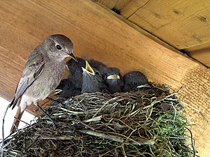 The Nest of & a Black Redstart (Phoenicurus ochruros)