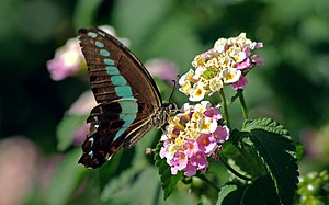 Graphium sarpedon