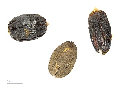 405px-Balanites_aegyptiaca_MHNT.BOT.2009.13.5.jpg