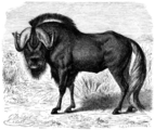 Gnu (Catoblepas Gnu)