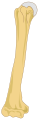 Humerus