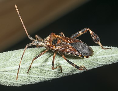 Leptoglossus occidentalis or the Western conifer seed bug