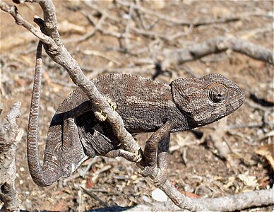 A chamaeleon from Tunisia