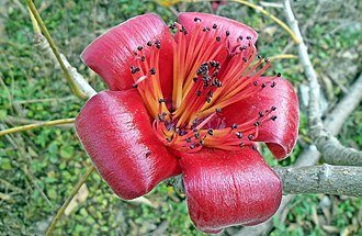 330px-Bombax_ceiba_Flower_in_Lantau_island%2C_Hong_Kong.JPG