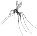 Gnat (PSF).png