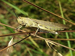 Grasshopper of Acrididae family