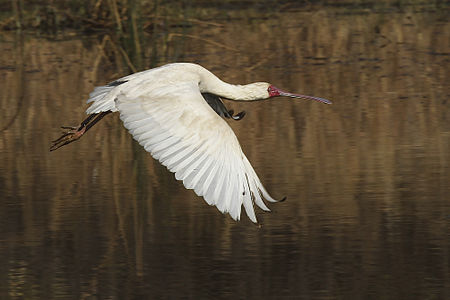 African Spoonbill (Platalea alba) in flight over Mankwe Dam at the Pilanesberg Game Reserve, South Africa