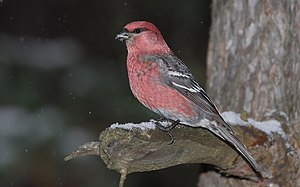 Pine Grosbeak