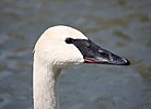 Seite 3: File:Trumpeter Swan 034.jpg Autor: Ltshears Lizenz: GNU 1.2+, CC BY-SA 3.0