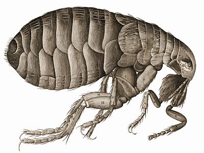 Flea from Hooke's Micrographia