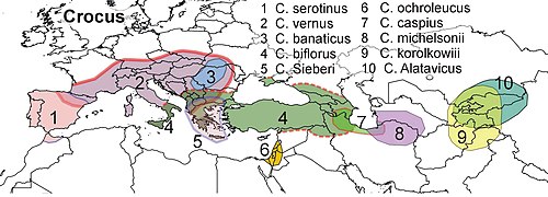 Crocus distribution map europe and asia.jpg