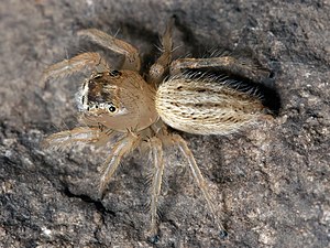 Thiodina puerpera female