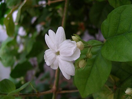 450px-Arabian_jasmin%2C_Tunisia_2010.jpg