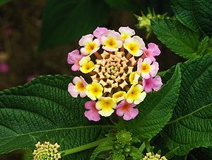 Flower and leaves of Lantana camara