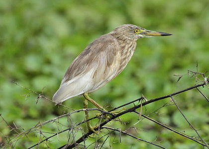 An Indian Pond Heron in breeding plumage. Taken at Kavalam in Alappuzha District, Kerala