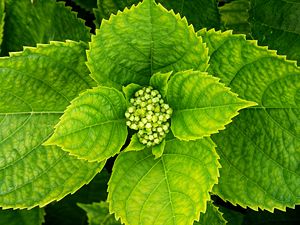 Leaves and buds of an Hortensia