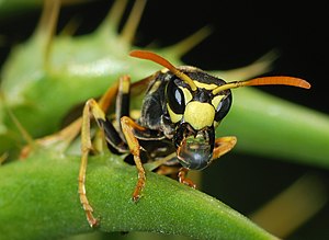 A paper wasp (Polistes dominulus)