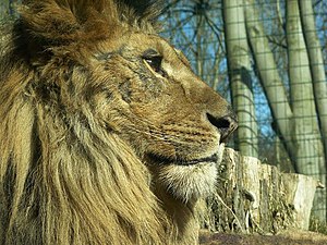 A lion in Eberswalde's zoo (Germany)