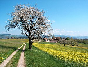 Spring in the Swiss mountains