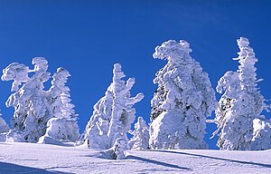 Snowed trees on Brocken, Germany