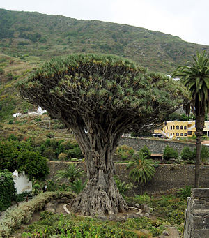 Dragon Tree, probably 650 years old