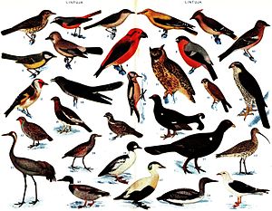 29 different birds of Finland, from a 1925-1928 encyclopedia, "Pieni Tietosanakirja", now in the public domain