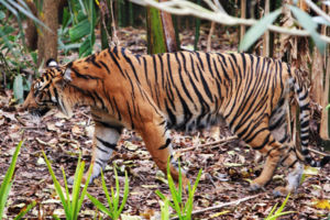 Tiger - melbourne zoo.jpg