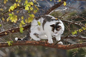 Cat stuck in a tree