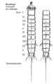 Swimming worm. Bilateral symmetry. Segmentation. First internal organs.