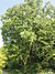 Maximowiczs birch