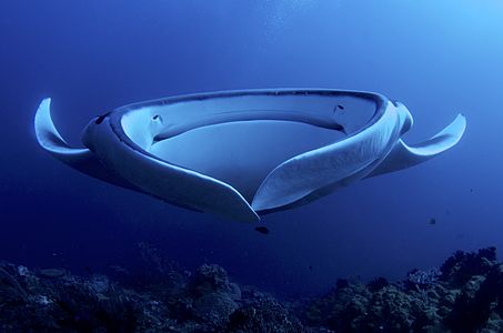 Fontal portrait of Giant Manta Ray, in Raja Ampat, Indonesia