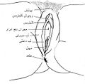 تصویر بندانگشتی از نسخهٔ مورخ ‏۱۰ ژوئن ۲۰۰۶، ساعت ۲۲:۳۴