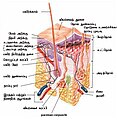 07:29, 10 நவம்பர் 2007 இலிருந்த பதிப்புக்கான சிறு தோற்றம்